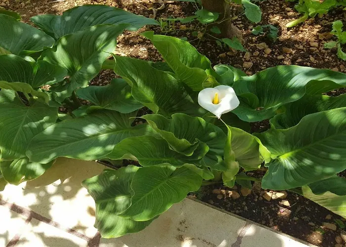 Apartamento Sonja Makarska