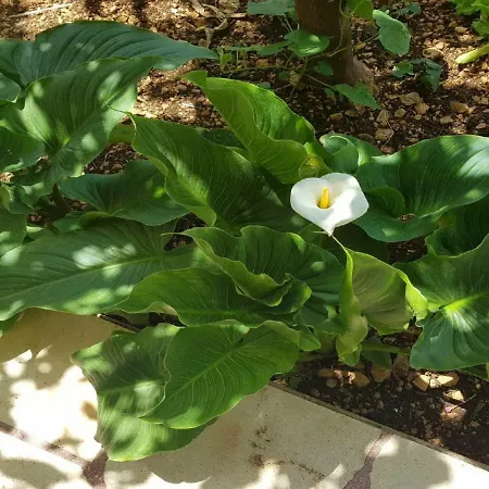 Apartman Sonja Makarska